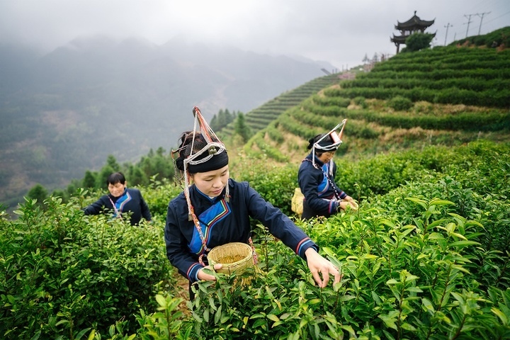 惠明茶采摘。供圖 共享聯(lián)盟·景寧