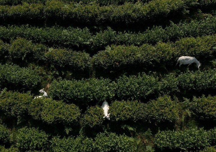 惠明茶園，養(yǎng)羊控草。供圖 共享聯(lián)盟·景寧