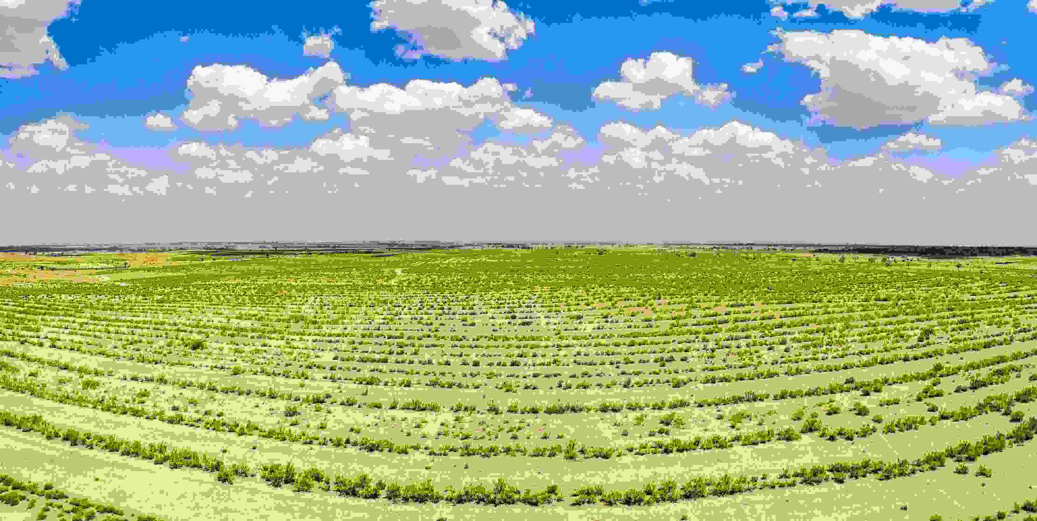 2023年6月7日，內(nèi)蒙古鄂爾多斯，毛烏素沙漠。