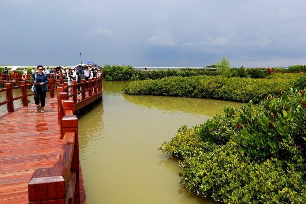 △2023年6月13日，人們在廣東湛江市麻章區(qū)金牛島觀賞紅樹林。