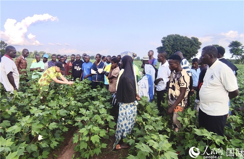 當?shù)孛揶r紛紛向中國專家學習技術。人民網記者 黃培昭攝