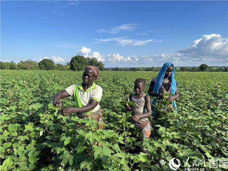 當?shù)孛揶r在麥田里勞作。人民網記者 黃培昭攝