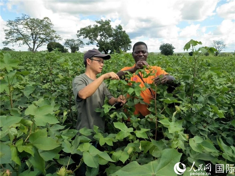 首小勇指導當?shù)剞r民種植棉花。人民網記者 黃培昭攝
