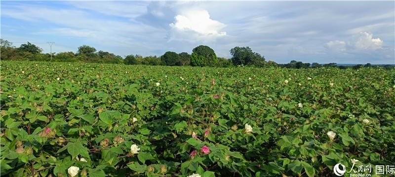 中國技術培養(yǎng)的當?shù)孛藁ㄌ?。人民網記者 黃培昭攝