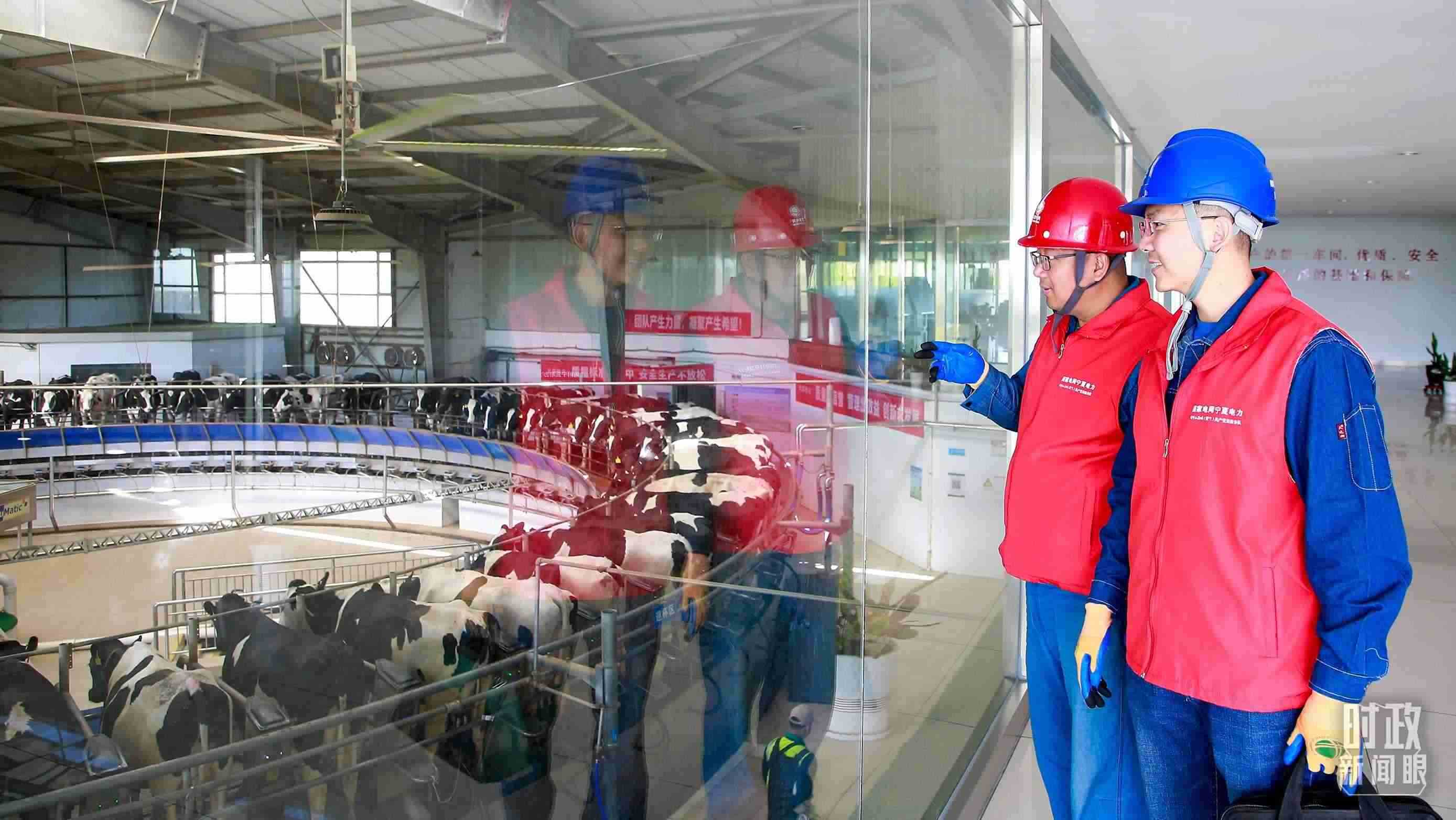  △寧夏銀川，電力員工深入奶牛養(yǎng)殖企業(yè)，助力數(shù)智化養(yǎng)殖。（圖/視覺中國）