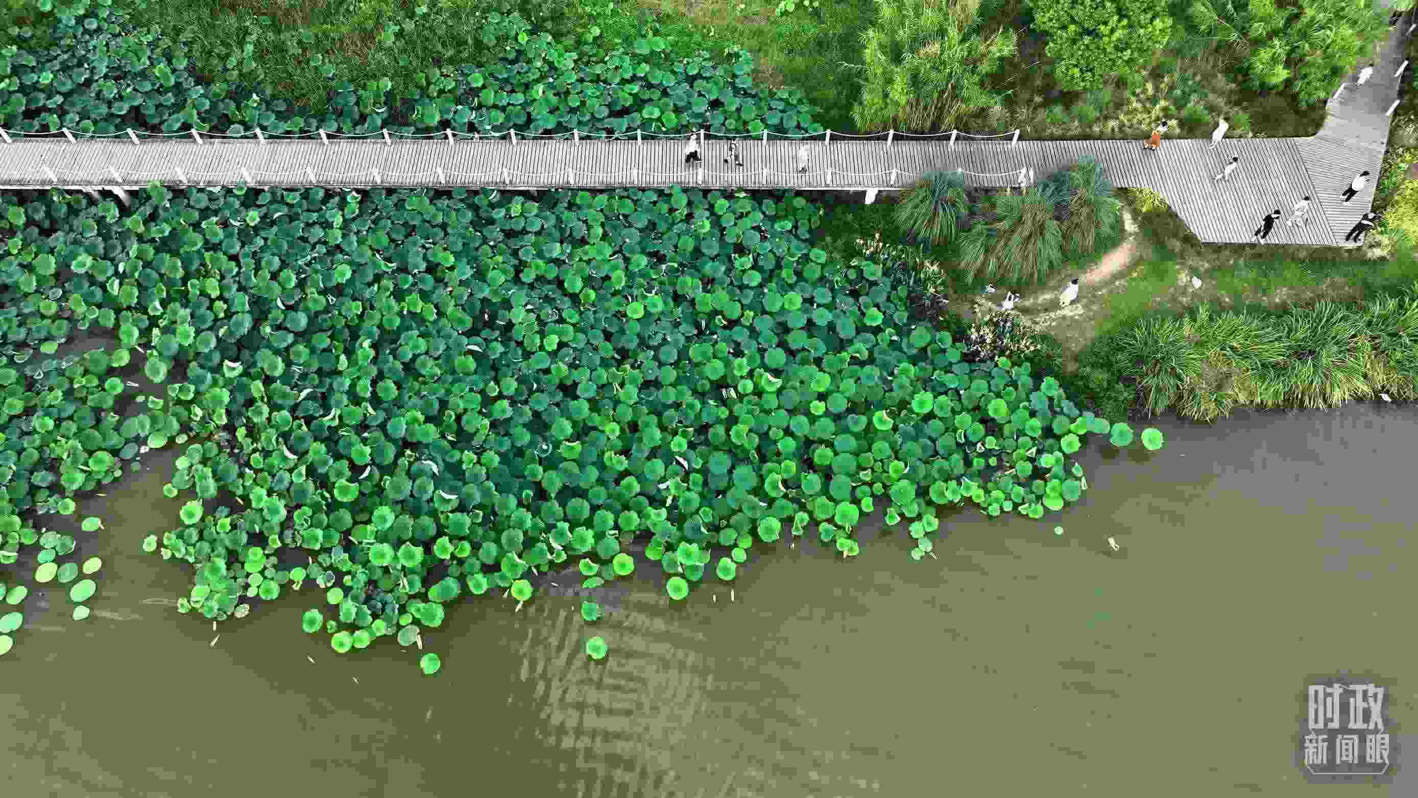 △陜西漢中天漢濕地公園內(nèi)，游人穿行，荷影婆娑。（總臺記者劉海濤拍攝）