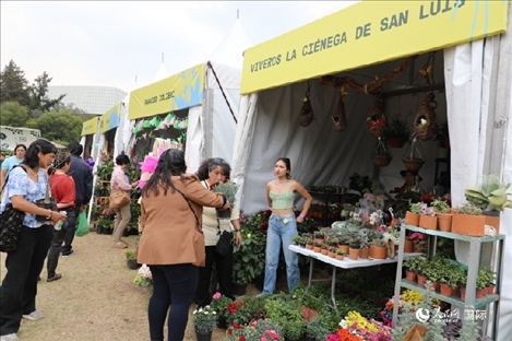 坎波·馬特活動(dòng)現(xiàn)場(chǎng)。埃內(nèi)斯托·多明戈斯攝