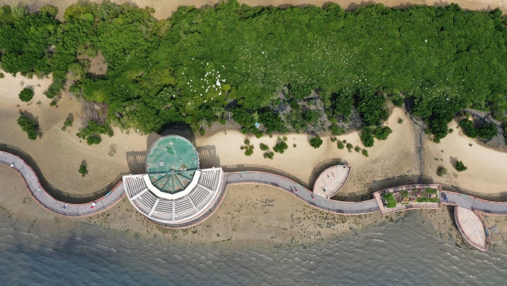 俯瞰廣東湛江市區(qū)海邊的紅樹林（2023年5月25日攝，無人機照片）。