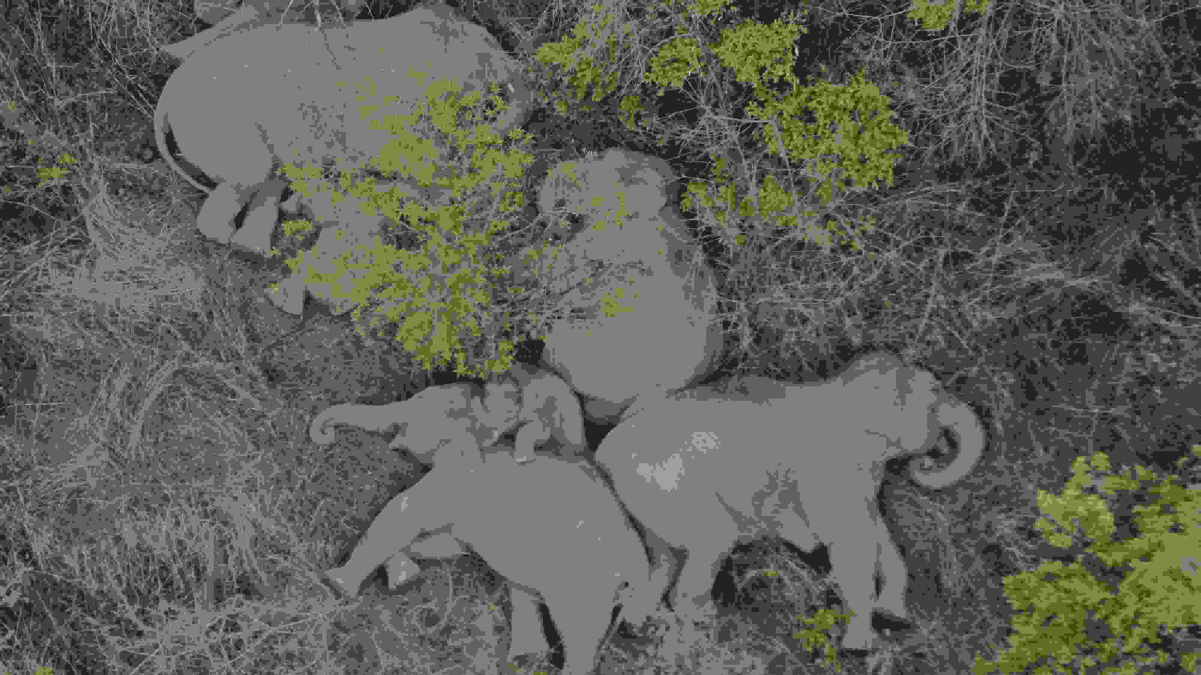 2021年6月7日，航拍顯示亞洲象群在云南省昆明市晉寧區(qū)夕陽(yáng)鄉(xiāng)山林地里睡覺(jué)休息。