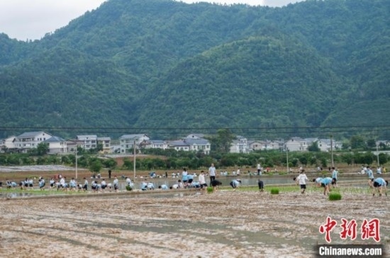 圖為5月21日，綏陽(yáng)縣旺草中學(xué)學(xué)生在旺草萬(wàn)畝大壩體驗(yàn)插秧。唐哲 攝