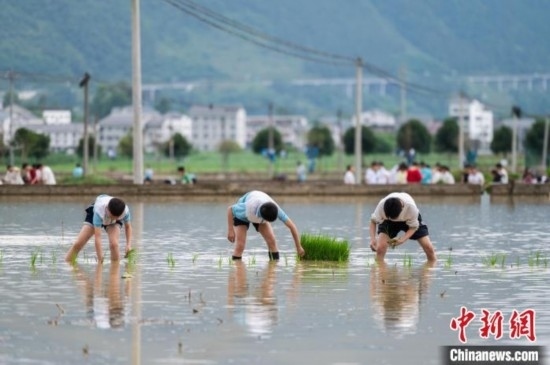 圖為5月21日，綏陽(yáng)縣旺草中學(xué)學(xué)生在旺草萬(wàn)畝大壩體驗(yàn)插秧。唐哲 攝