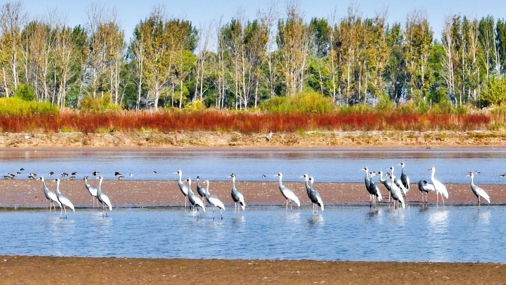 在山東黃河三角洲國(guó)家級(jí)自然保護(hù)區(qū)拍攝的白枕鶴（2022年10月18日攝）。新華社發(fā)（楊斌 攝）