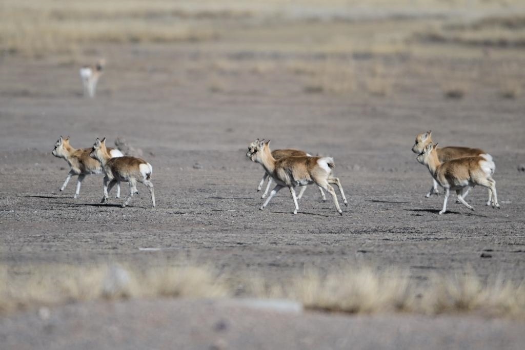 這是1月24日在青海省海北藏族自治州剛察縣哈爾蓋鎮(zhèn)境內的草原上拍攝的普氏原羚。新華社記者 張龍 攝