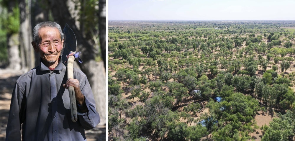 拼版照片：左圖為內(nèi)蒙古鄂托克前旗呼和陶勒蓋嘎查的牧民曹扎娃出門勞作（2023年6月14日攝）；右圖為曹扎娃的承包地（2023年6月14日攝，無人機照片）。20世紀(jì)80年代，在毛烏素沙地中，曹扎娃主動承包了2300多畝沙地。這么多年來，曹扎娃堅持種樹治沙，最終將沙地變成了林海。新華社記者 劉磊 攝