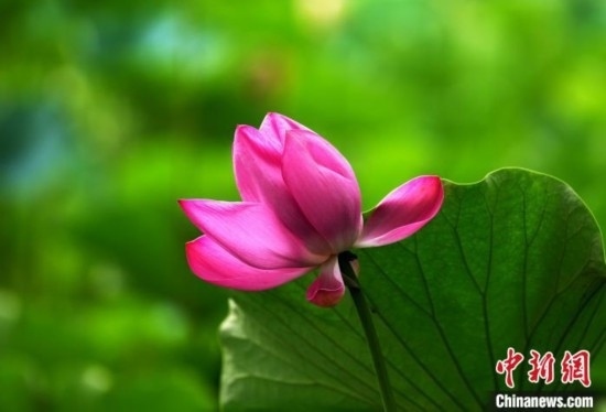 6月19日，時值一年畢業(yè)季，四川大學(xué)望江校區(qū)荷花池里的荷花盛開，成為了畢業(yè)生們的打卡圣地，吸引了眾多畢業(yè)生拍照留念。圖為盛開的荷花。中新社記者 安源 攝