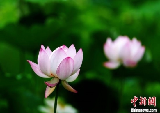 6月19日，時值一年畢業(yè)季，四川大學(xué)望江校區(qū)荷花池里的荷花盛開，成為了畢業(yè)生們的打卡圣地，吸引了眾多畢業(yè)生拍照留念。圖為盛開的荷花。中新社記者 安源 攝