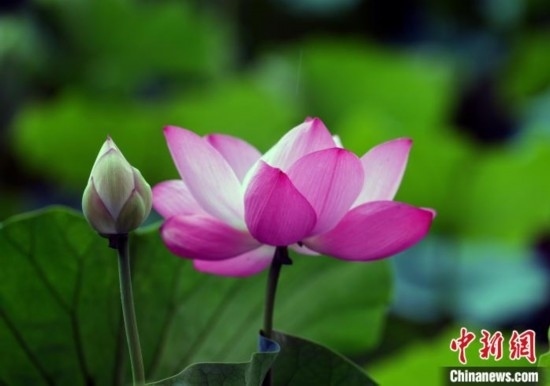 6月19日，時值一年畢業(yè)季，四川大學(xué)望江校區(qū)荷花池里的荷花盛開，成為了畢業(yè)生們的打卡圣地，吸引了眾多畢業(yè)生拍照留念。圖為盛開的荷花。中新社記者 安源 攝