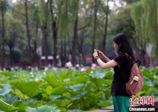 6月19日，時值一年畢業(yè)季，四川大學(xué)望江校區(qū)荷花池里的荷花盛開，成為了畢業(yè)生們的打卡圣地，吸引了眾多畢業(yè)生拍照留念。圖為畢業(yè)生在荷花池邊拍照留念。中新社記者 安源 攝
