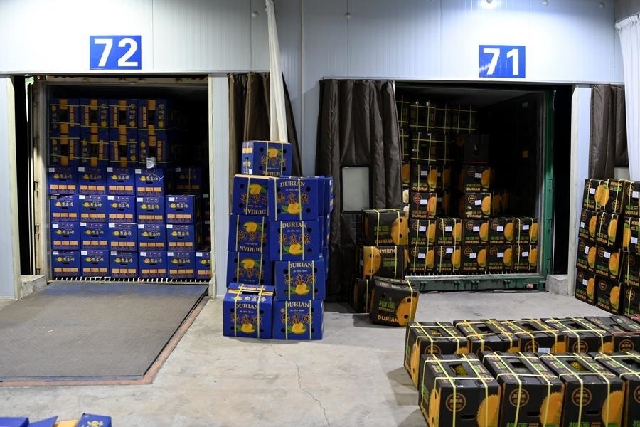 2023年9月12日在廣西憑祥友誼關(guān)口岸拍攝的等待通關(guān)的進(jìn)口榴蓮。新華社記者 曹祎銘 攝