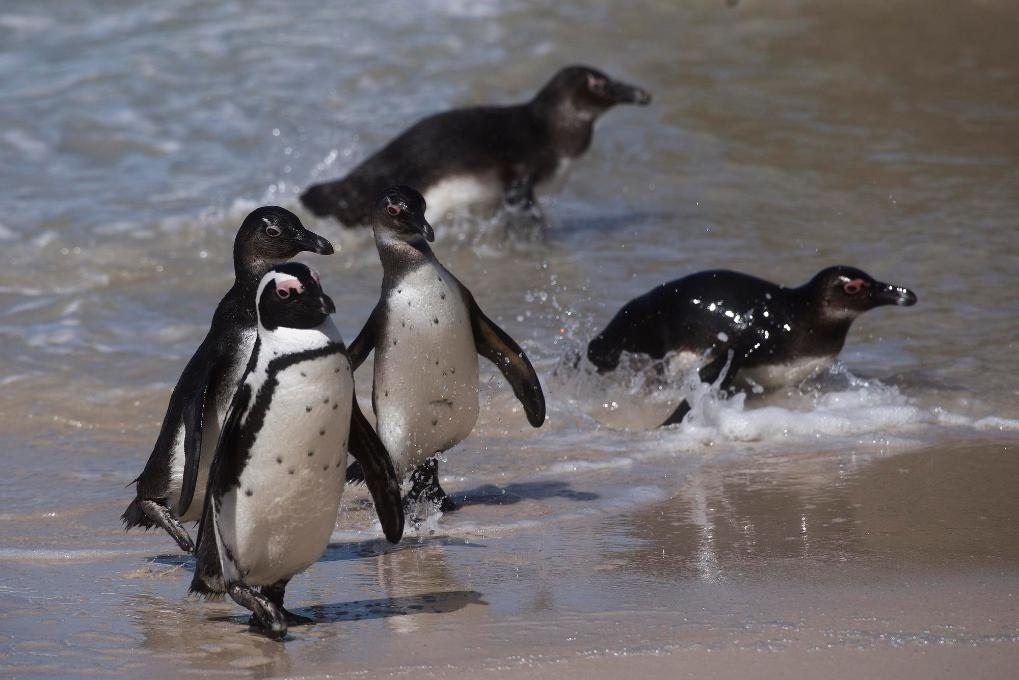 這是2021年9月29日在南非西蒙斯敦的博爾德斯海灘拍攝的捕食歸來的非洲企鵝。新華社記者 陳誠 攝