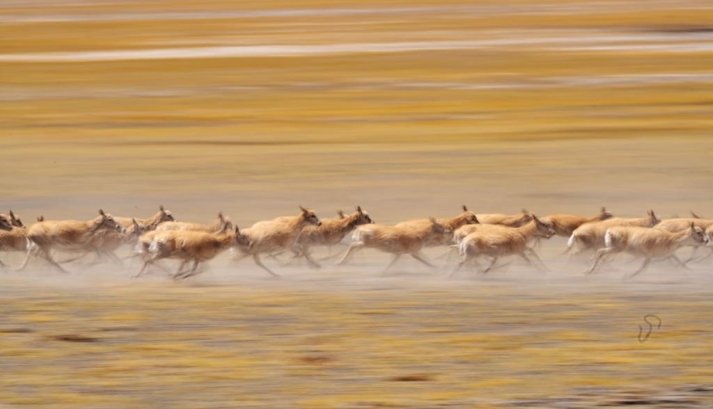 2024年6月13日，在羌塘國家級自然保護(hù)區(qū)，遷徙中的藏羚羊奔跑起來。新華社記者費(fèi)茂華攝