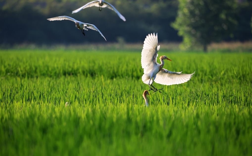 2023年8月7日，鷺鳥在山東省臨沂市郯城縣郯城街道水稻田間飛舞。新華社發(fā)（張春雷 攝）