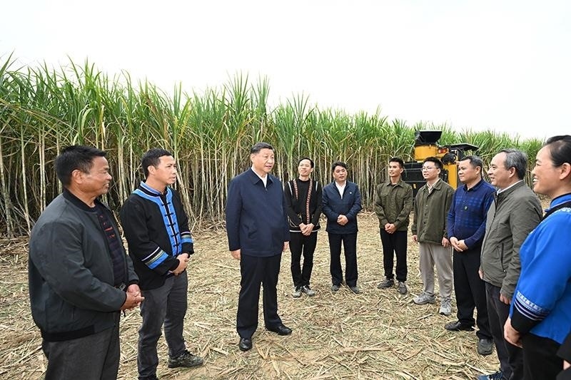 2023年12月14日，習(xí)近平總書記在廣西來賓市國家現(xiàn)代農(nóng)業(yè)產(chǎn)業(yè)園黃安優(yōu)質(zhì)“雙高”糖料蔗基地考察時，同蔗農(nóng)、農(nóng)機(jī)手和農(nóng)技人員親切交流。