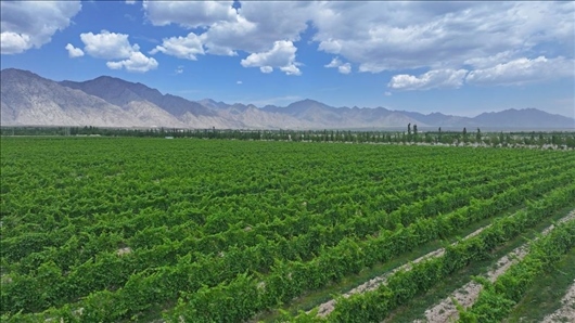 閩寧從荒蕪貧瘠的荒灘戈壁變成了如今的片片綠洲。