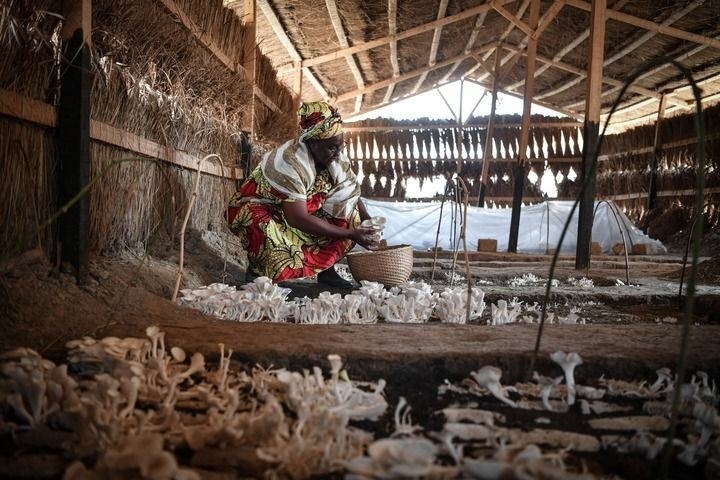 2024年2月6日，在中非共和國達(dá)馬拉，法蒂瑪在菇棚內(nèi)收獲菌草菇。2022年，法蒂瑪在聽說中國菌草專家在班吉傳授技術(shù)后主動(dòng)前往學(xué)習(xí)，從一間小菌棚起步，逐漸擴(kuò)大為如今小有名氣的合作社。新華社記者 韓旭 攝