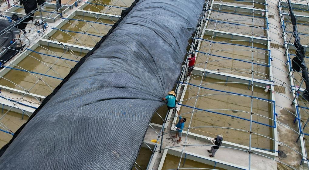 在文昌市翁田鎮(zhèn)的海興農(nóng)翁田蝦苗場，工人重新鋪設頂棚。無人機照片，新華社記者楊冠宇 攝