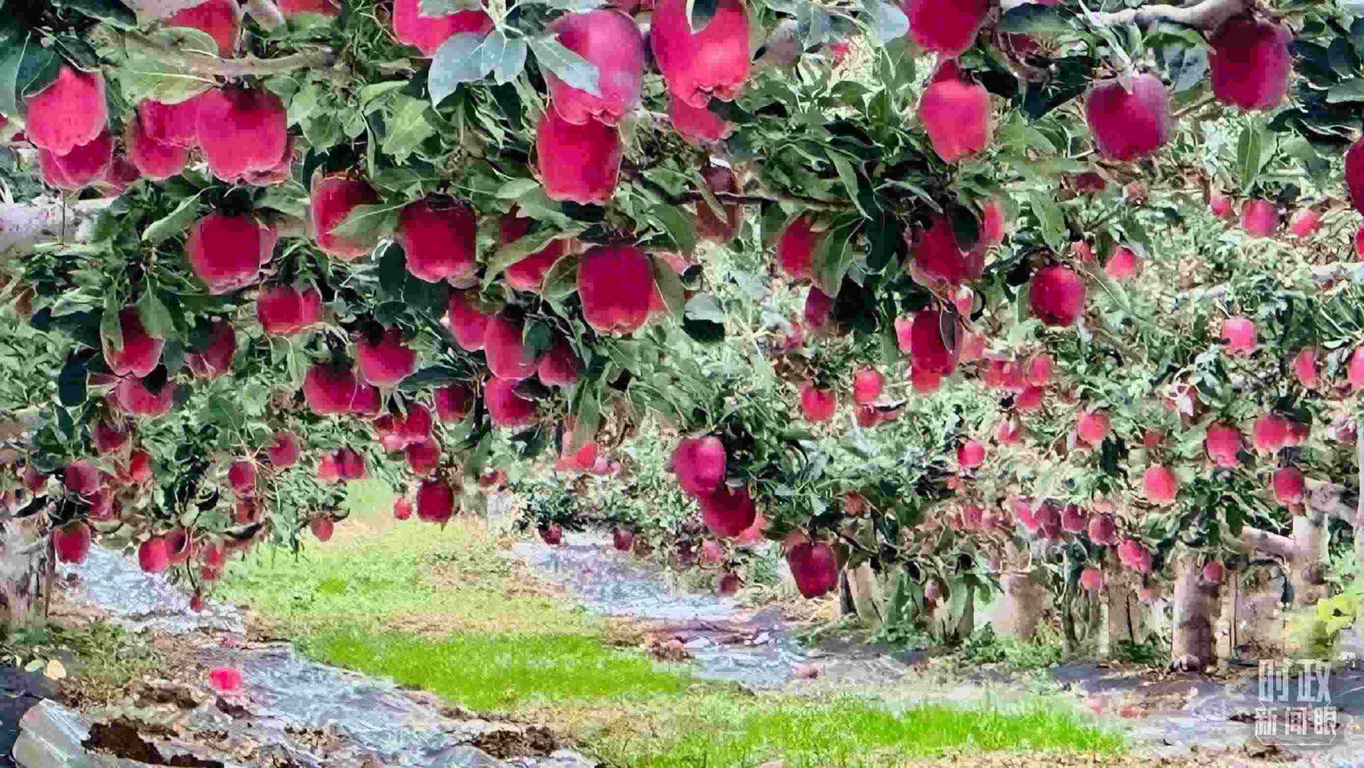 △ 麥積區(qū)南山花牛蘋果基地。（總臺央視記者范一鳴拍攝）