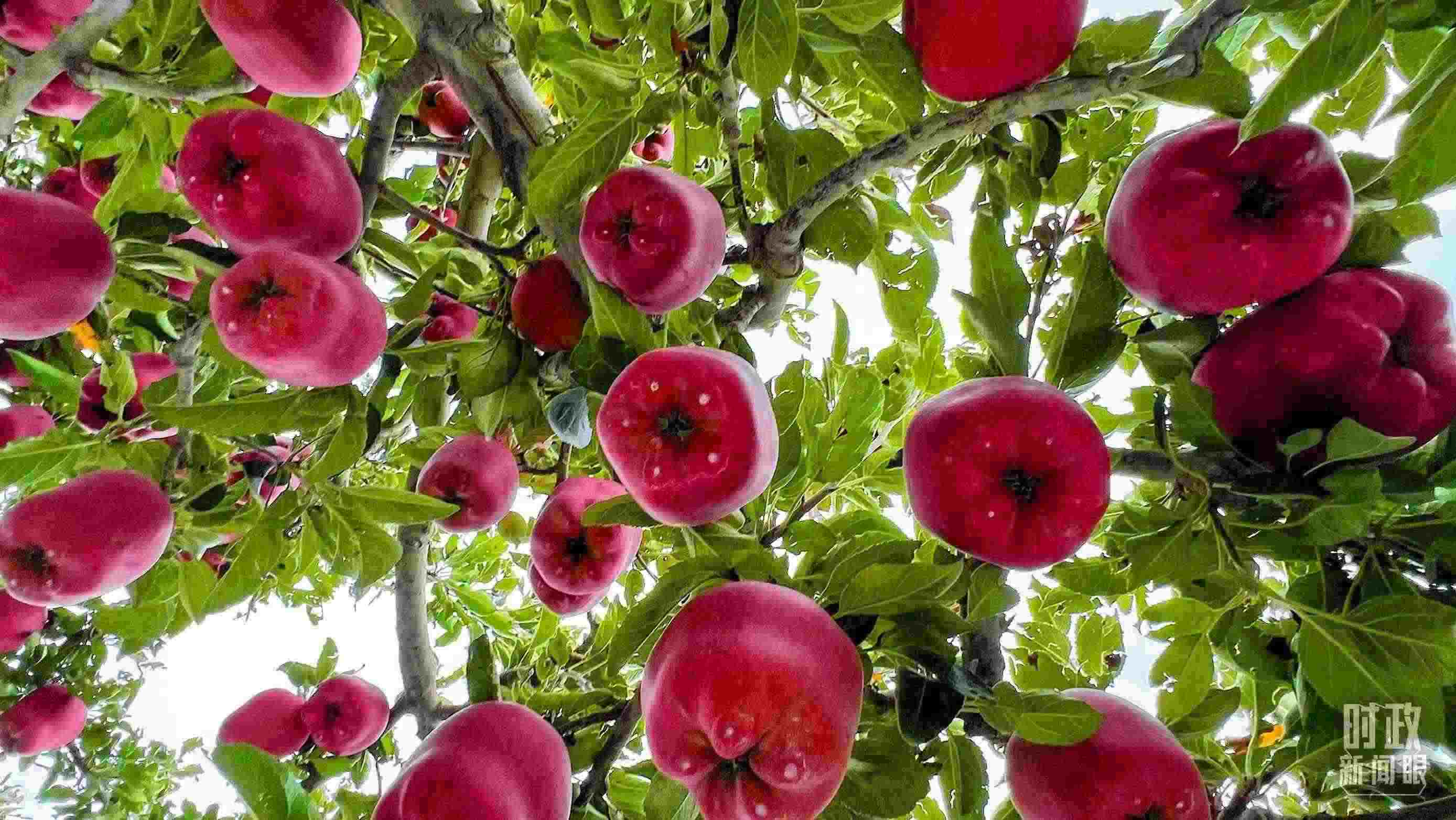 △ 麥積區(qū)南山花牛蘋果基地。（總臺央視記者程鋮拍攝）