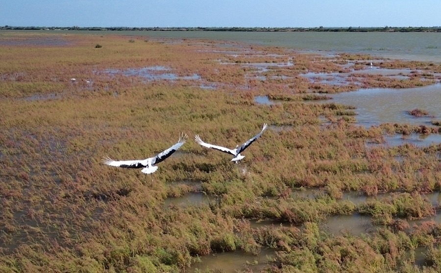 2024年8月28日，丹頂鶴在黃河三角洲國(guó)家級(jí)自然保護(hù)區(qū)展翅翱翔（無(wú)人機(jī)照片）。新華社記者 徐速繪 攝
