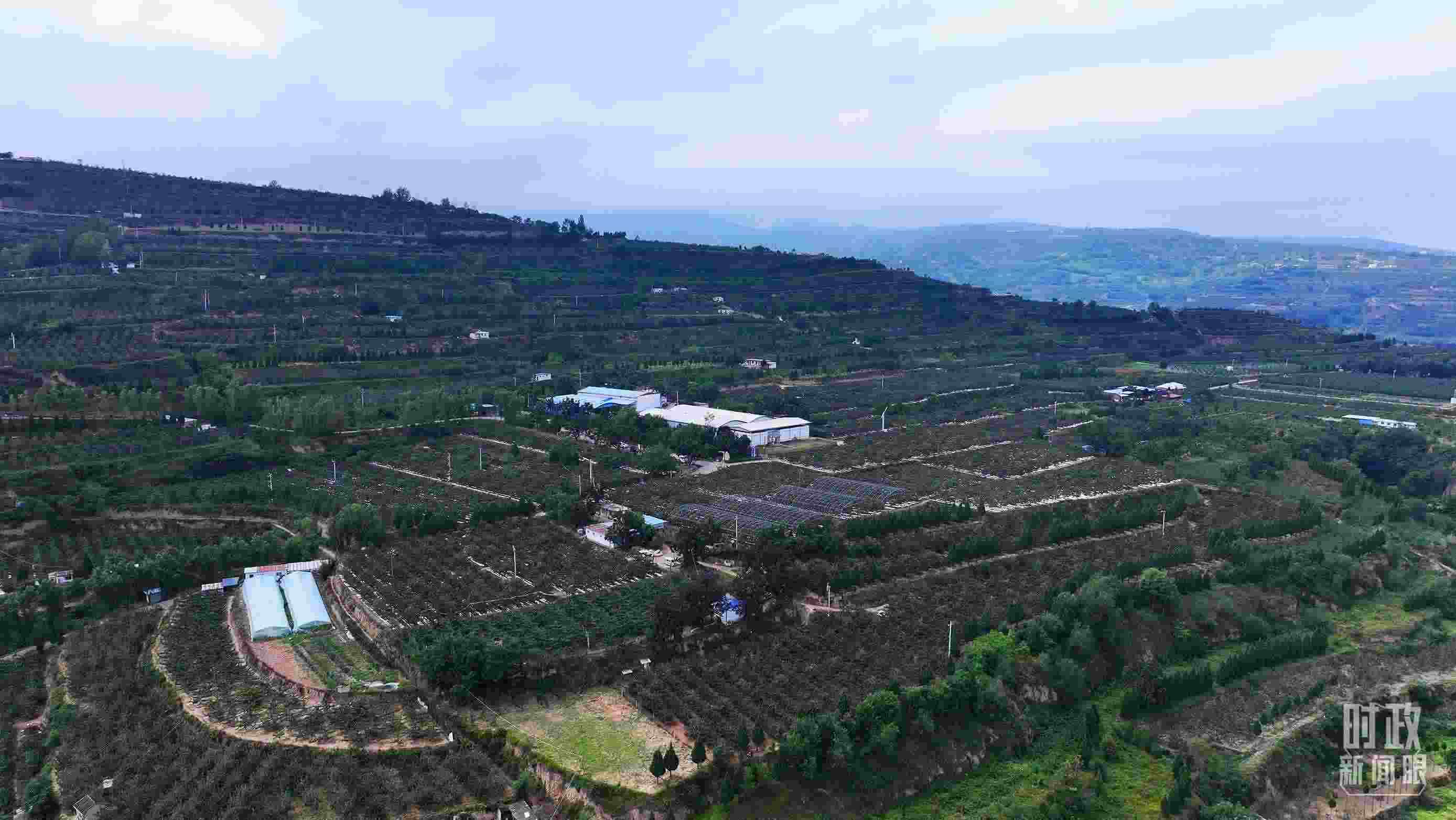 △ 麥積區(qū)南山花牛蘋果基地。（總臺央視記者范凱拍攝）