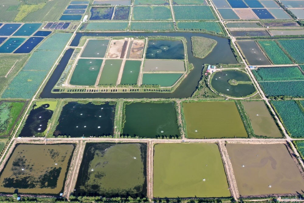 2024年8月13日在山西省臨猗縣薛公村拍攝的蟹塘（無人機(jī)照片）。薛公村位于黃河岸邊，有5000多畝黃河灘涂和近5000畝荒溝。當(dāng)?shù)赝ㄟ^將荒溝和灘涂進(jìn)行整合，發(fā)展特色水產(chǎn)養(yǎng)殖，讓守著黃河水、住在黃河灘的薛公村村民有了新的致富路。
