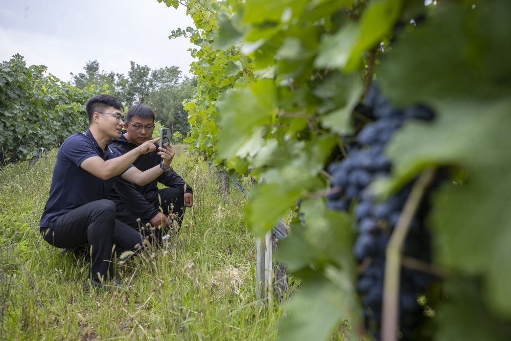 2024年8月15日，技術(shù)人員（左）和工作人員在寧夏銀川市西夏區(qū)的一個(gè)葡萄園工作。為推動(dòng)黃河流域生態(tài)保護(hù)和高質(zhì)量發(fā)展先行區(qū)建設(shè)，銀川市積極打造高標(biāo)準(zhǔn)葡萄園，借助各種傳感器監(jiān)測釀酒葡萄的生長狀態(tài)，實(shí)現(xiàn)精準(zhǔn)灌溉，從而高效節(jié)約黃河水。