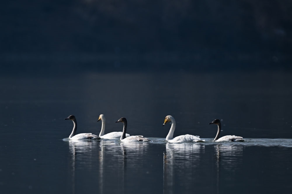 2023年11月30日，天鵝在青海省海東市化隆回族自治縣群科鎮(zhèn)境內(nèi)的黃河上游弋。近年來，青海省加大力度保護(hù)治理境內(nèi)黃河流域，改善當(dāng)?shù)厣鷳B(tài)環(huán)境，為越冬候鳥提供良好棲息地。