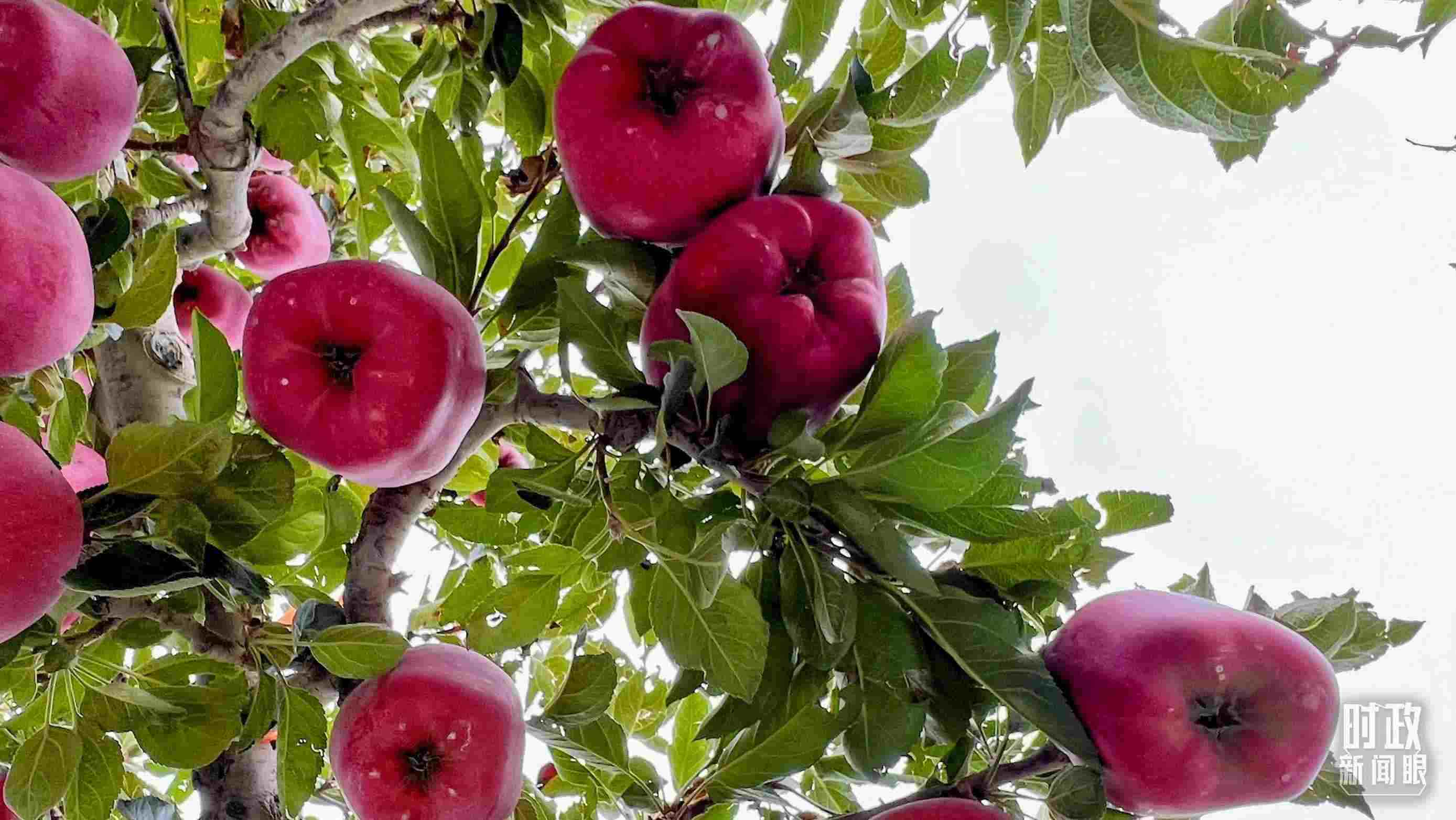 △南山花牛蘋果基地是元帥系蘋果生產(chǎn)基地。（總臺央視記者程鋮拍攝）