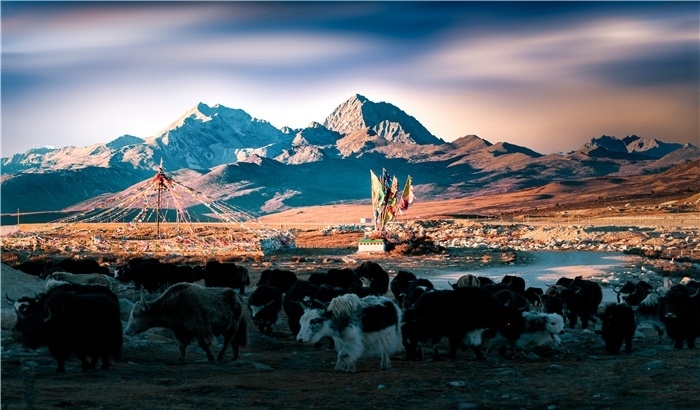 雅拉雪山上的牦牛群。蕭旺擺攝