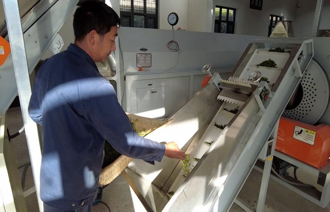  茶廠工人正在查看茶青質(zhì)量。 受訪者供圖