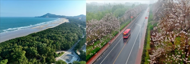 拼版照片：左圖為位于東山縣金鑾灣沿岸的木麻黃防護林帶（無人機照片，新華社記者 姜克紅 攝）；右圖為2021年4月20日在蘭考縣焦裕祿干部學院附近拍攝的泡桐花（無人機照片，新華社記者 郝源 攝）。