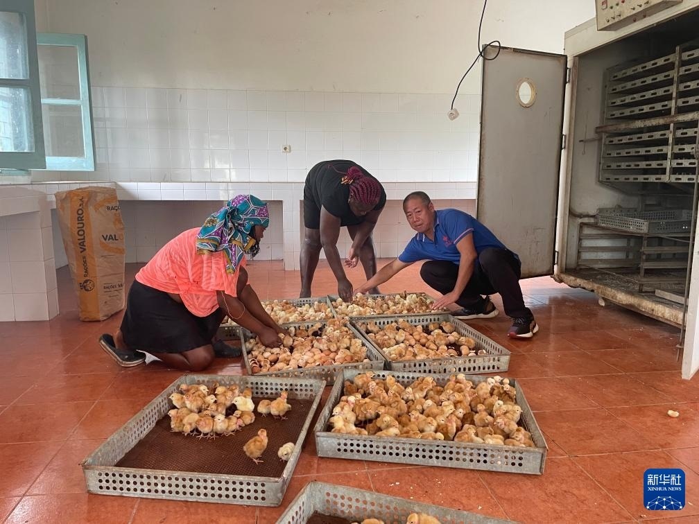 中國(guó)援圣普農(nóng)牧業(yè)技術(shù)項(xiàng)目組專家在圣多美和普林西比家禽繁育中心指導(dǎo)雛雞人工孵化技術(shù)（2024年10月8日攝）。新華社發(fā)（中國(guó)援圣普農(nóng)技組供圖）