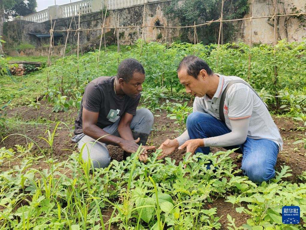 中國(guó)援圣普農(nóng)牧業(yè)技術(shù)項(xiàng)目組專家彭杰（右）在圣多美和普林西比的梅佐希大區(qū)指導(dǎo)蔬菜種植戶改善田間管理技術(shù)（2024年1月25日攝）。新華社發(fā)（中國(guó)援圣普農(nóng)技組供圖）