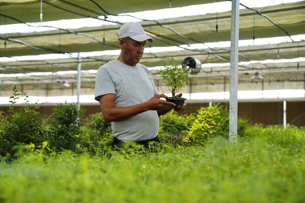 7月28日，在烏茲別克斯坦錫爾河州的上合組織農(nóng)業(yè)基地中烏現(xiàn)代農(nóng)業(yè)科技示范園，工作人員檢查盆栽植物。新華社發(fā)（扎法爾攝）