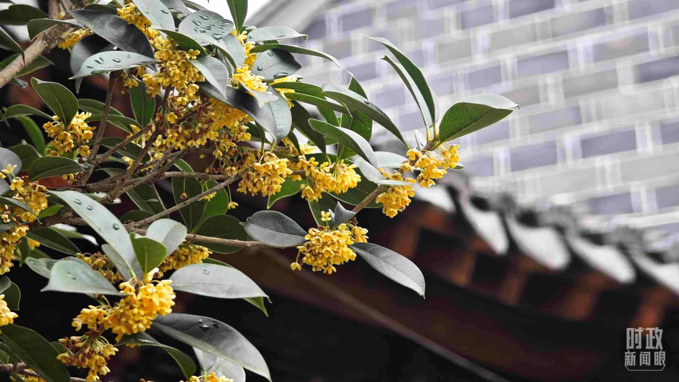 △六尺巷。（總臺(tái)央視記者趙化、彭漢明拍攝）