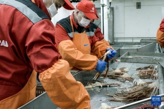 俄羅斯蟹業(yè)集團(tuán)的工作人員在生產(chǎn)線上加工產(chǎn)品（資料照片）。新華社發(fā)（俄羅斯蟹業(yè)集團(tuán)供圖）