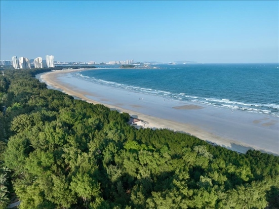 郁郁蔥蔥的東山縣沿海防護林（無人機拍攝）。新華社記者 姜克紅 攝