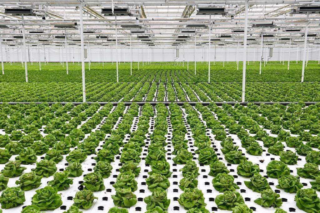 10月26日，楊凌智慧農業(yè)示范園智慧溫室內通過無土栽培技術種植的蔬菜。新華社記者 鄒競一 攝