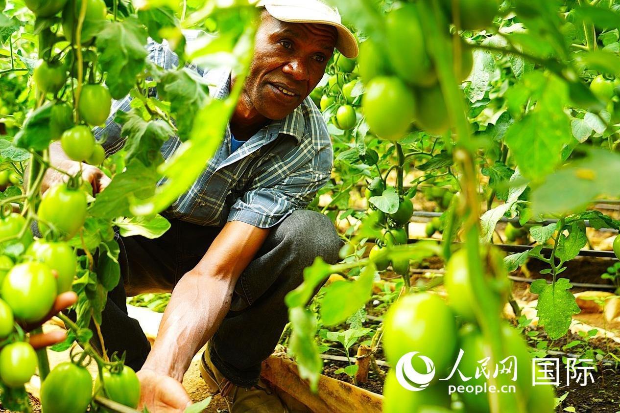 肯尼亞納庫(kù)魯郡，當(dāng)?shù)剞r(nóng)民喬納·卡蘭賈家的溫室大棚里，番茄長(zhǎng)勢(shì)喜人。人民網(wǎng)記者 黃煒鑫攝