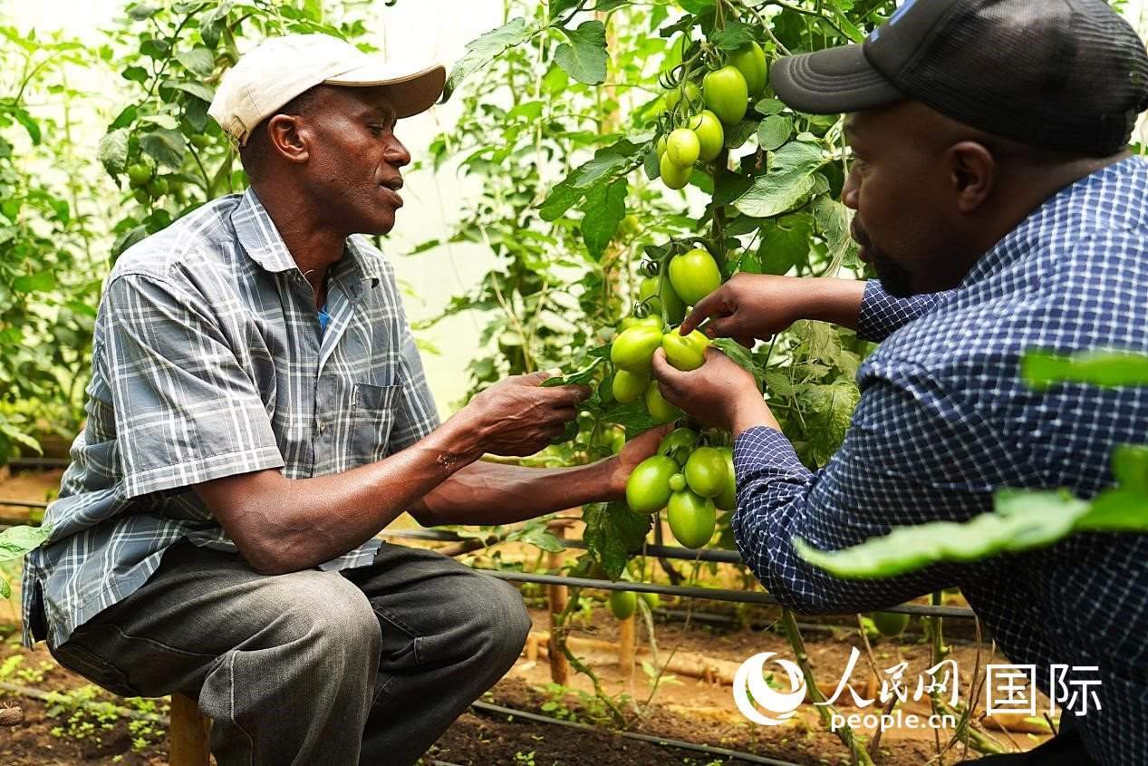 肯尼亞納庫(kù)魯郡，埃格頓大學(xué)園藝學(xué)專家史蒂芬·吉藤古在溫室大棚里指導(dǎo)當(dāng)?shù)剞r(nóng)民喬納·卡蘭賈種植番茄。人民網(wǎng)記者 黃煒鑫攝